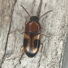 Poecilocrypticus formicophilus