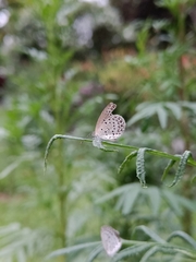 Pseudozizeeria maha