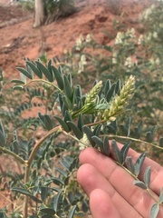 Astragalus praelongus