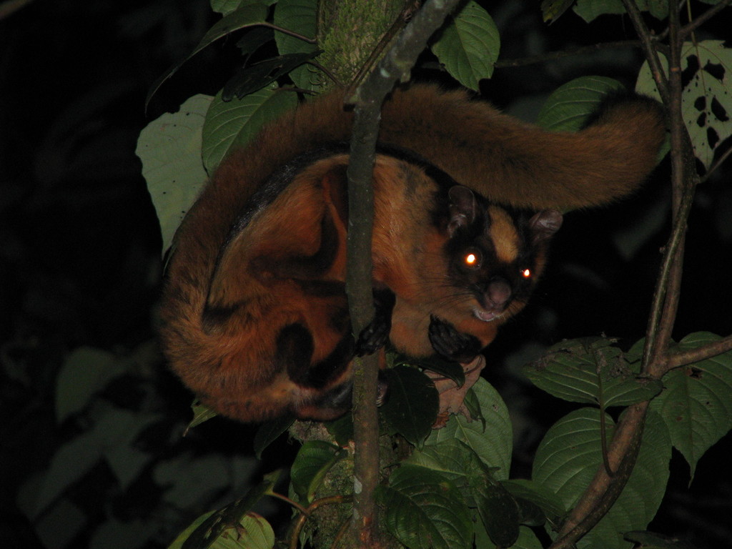 Bhutan Giant Flying Squirrel