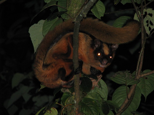 Bhutan Giant Flying Squirrel