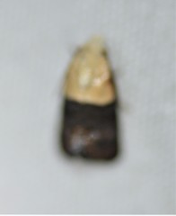 Eugnosta erigeronana