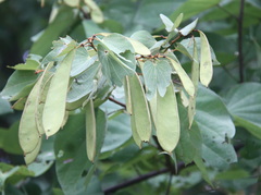 Bauhinia saccocalyx