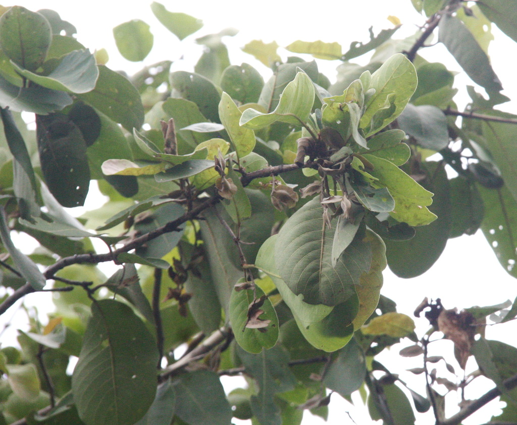 Terminalia corticosa (Terminalia corticosa)