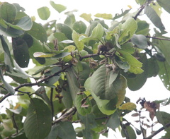 Terminalia corticosa