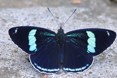 Diaethria anna