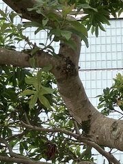 Graptopsaltria nigrofuscata