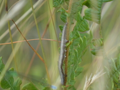 Catocala antinympha