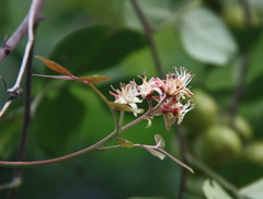 Harrisonia perforata