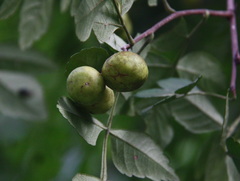 Harrisonia perforata