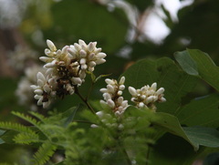 Bauhinia saccocalyx