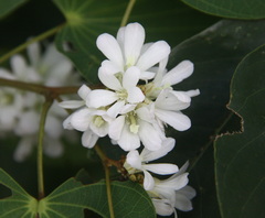 Bauhinia saccocalyx