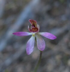 Caladenia bartlettii