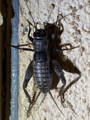 Gryllus lightfooti