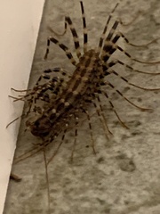 Allothereua maculata