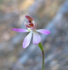 Caladenia bartlettii