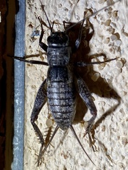 Gryllus lightfooti