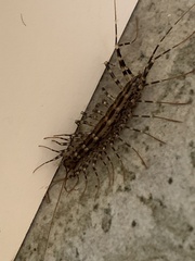 Allothereua maculata