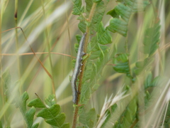 Catocala antinympha