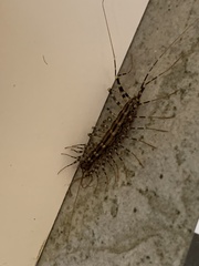Allothereua maculata