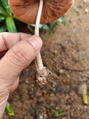Agaricales