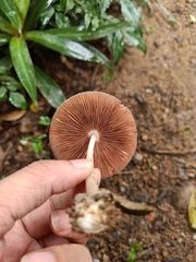 Agaricales
