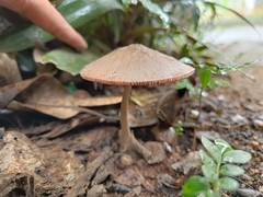 Agaricales