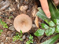 Agaricales
