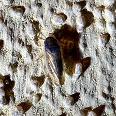 Obtusana