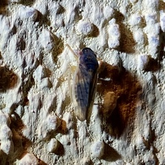 Obtusana