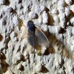 Obtusana