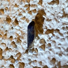 Obtusana