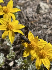 Exoprosopa dorcadion