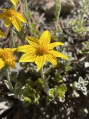 Exoprosopa dorcadion