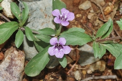 Dyschoriste schiedeana