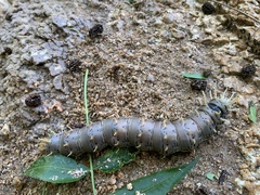 Citheronia splendens