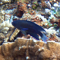 Chrysiptera notialis