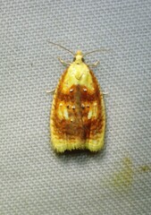 Acleris curvalana