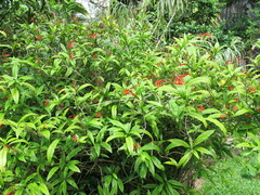 Anisacanthus quadrifidus wrightii