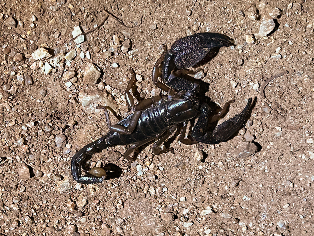 Chersonesometrus pelekomanus