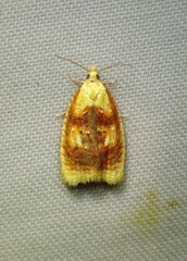 Acleris curvalana