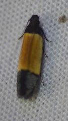 Anacampsis coverdalella