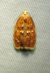 Acleris curvalana