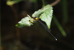 Prodasineura croconota