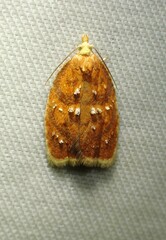 Acleris curvalana
