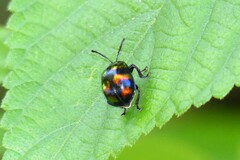 Platycorynus pyrospilotus