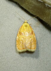 Acleris curvalana