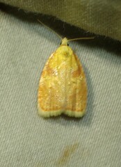 Acleris curvalana