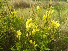 Linaria acutiloba