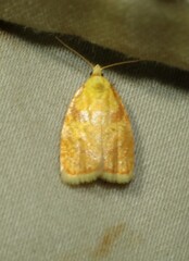 Acleris curvalana